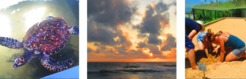 Volunteer Abroad With Animals in Sanctuaries